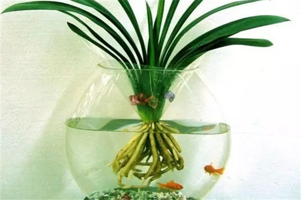 水培盆栽別閑著，養(yǎng)條魚吧