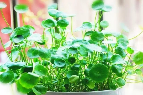 九款懶人水培植物，任你選