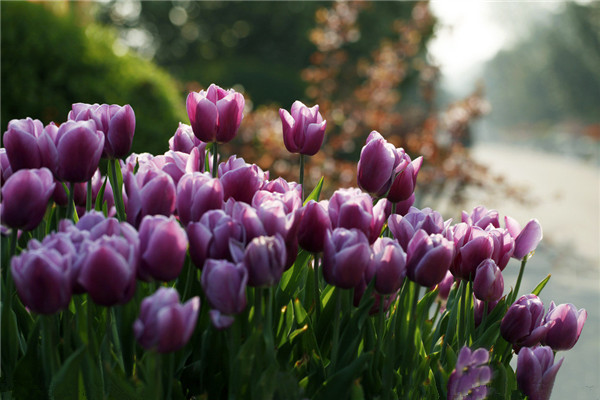 對癥下藥，常見病蟲害治療大法