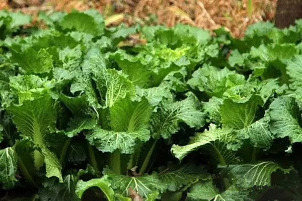 夏季盆栽蔬菜6大養(yǎng)護秘訣