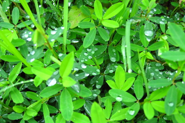 葉面噴水有訣竅，不知道有可能害死你的花