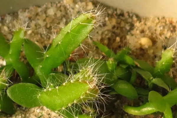 火龍果種子盆栽的種植方法