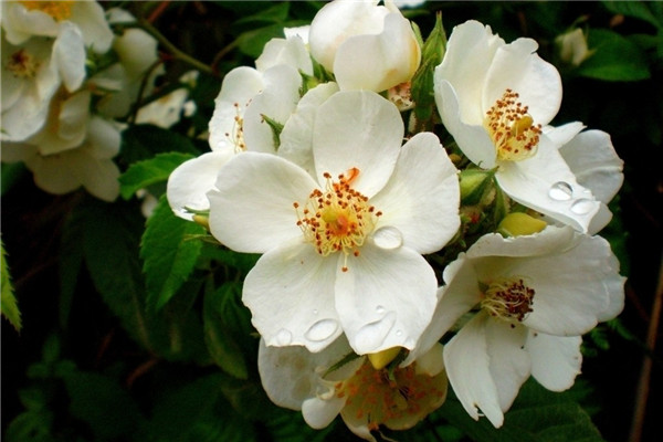 那些火爆網(wǎng)絡(luò)的養(yǎng)花技巧