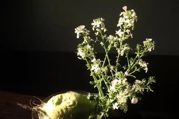 水培的蘿卜不比花草差