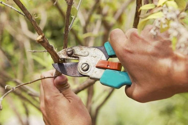 超簡(jiǎn)單的花卉修剪技術(shù)，一看就會(huì)