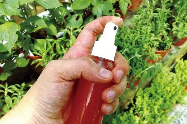 3步自制辣椒水，驅(qū)蟲(chóng)安全又環(huán)保