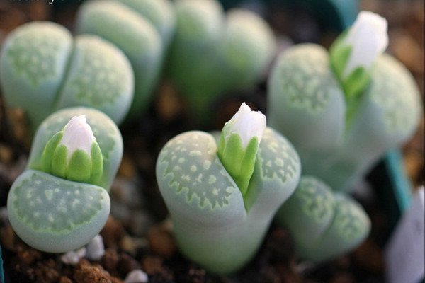 家庭常見花卉配土大全，超級簡單實用！