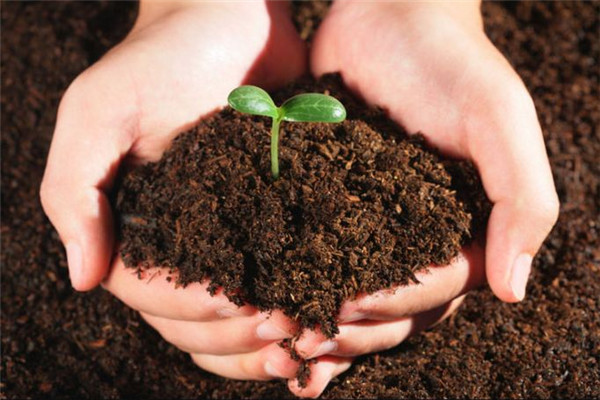 花兒養(yǎng)的好不好，土壤消毒很關(guān)鍵