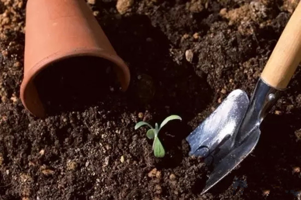 好花須得好土配，不懂土就別養(yǎng)花