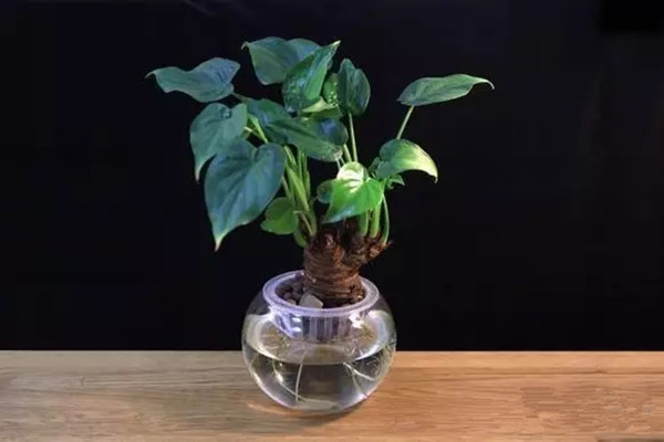 土培轉水培，僅需六步驟