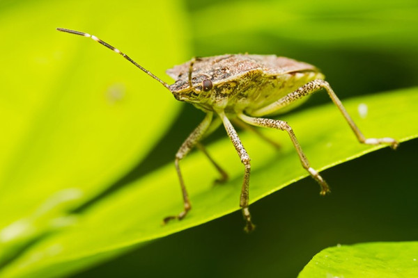 10招教你治陽臺花園飛蟲