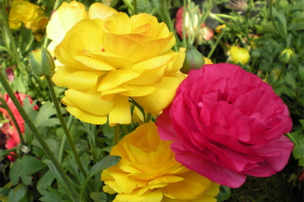 如何讓你的花,花期延長,開花不斷