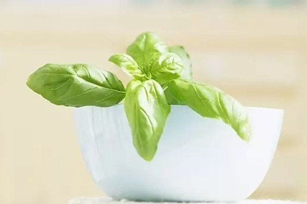 再不給你的盆栽降溫,它們就死翹翹啦