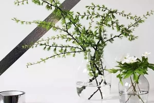 水培四季養(yǎng)護寶典