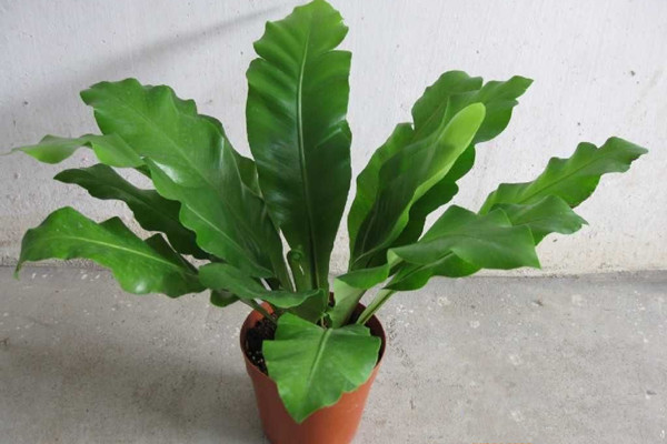 觀葉植物養(yǎng)護獨家秘笈，只傳授給你