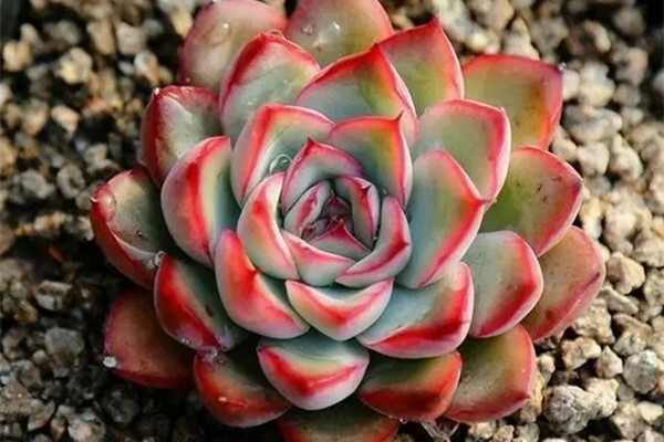 多肉植物如何長成大個子