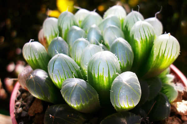 原來玉露也可以水培