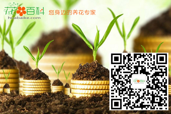 全國花友養(yǎng)花交流群