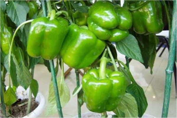 陽(yáng)臺(tái)甜椒怎么種？正確育苗是關(guān)鍵！