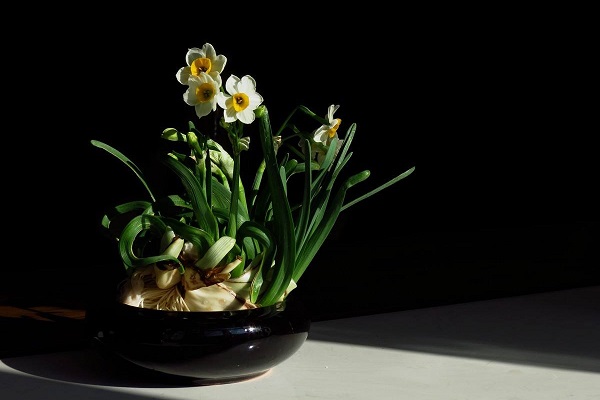 微型水仙盆景怎么制作，只需5步輕松搞定！