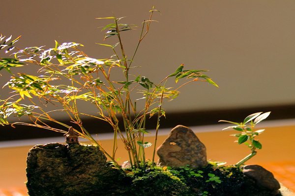 怎么制作紫竹盆景？這樣做超藝術(shù)！