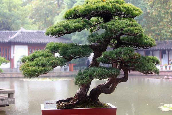 松樹盆景的常見種類