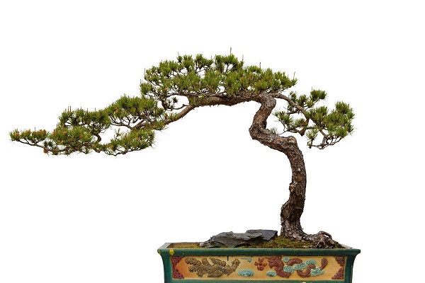 松樹盆景怎么養(yǎng)護