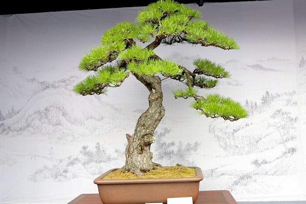 松樹盆景怎么制作？