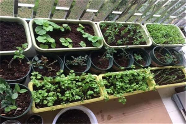 冬天種花不如種菜，-10