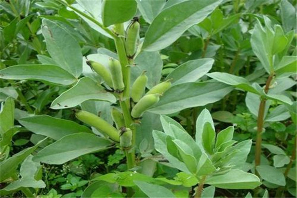 蠶豆種子怎么種