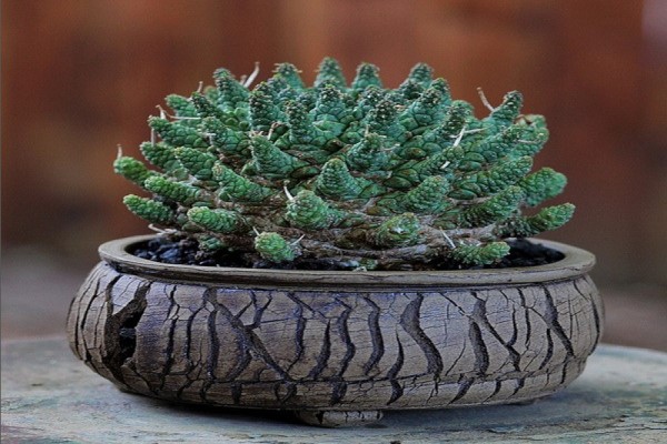 老外也喜歡中國盆景，竟