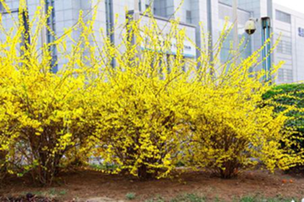 連翹盆景的制作與養(yǎng)護(hù)