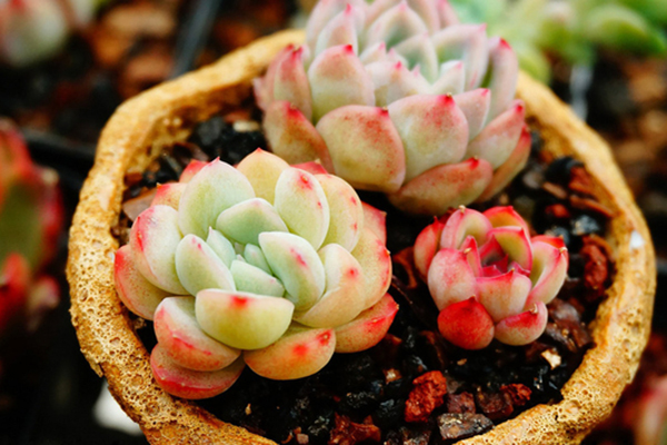 夏天多肉吊著養(yǎng)，分分鐘爆盆成瀑布，比露養(yǎng)還強(qiáng)！