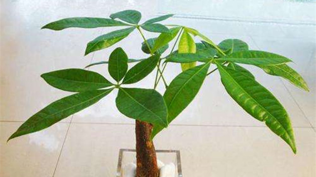 發(fā)財(cái)樹可以扦插水培嗎