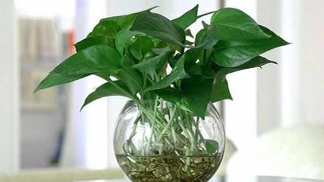 水培綠蘿的養(yǎng)殖方法和