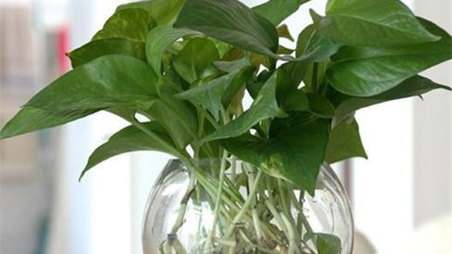 水培綠蘿加白糖能生根