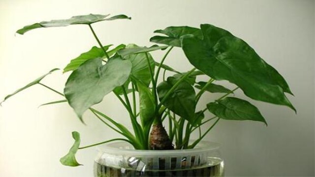 水培滴水觀音能養(yǎng)魚(yú)嗎