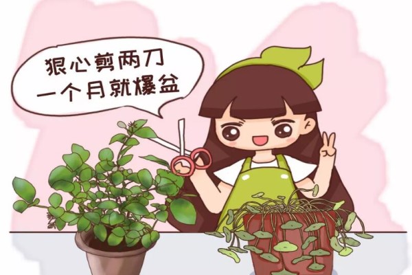 茉莉銅錢草…半死不活，就是欠收拾，狠心剪2刀，1個月爆盆！
