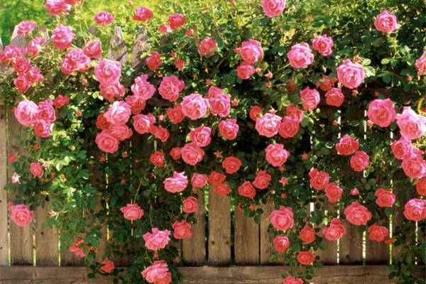 16種攀藤植物做成花墻或門廊，簡直美呆了