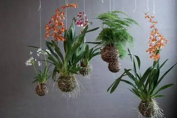25款吊起來養(yǎng)的植物