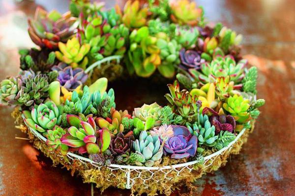 這18種多肉吊起來之后，簡直美炸了