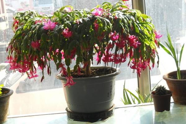 比不開花更讓人悲傷的是：落蕾