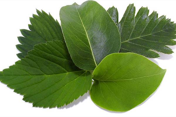 看圖診斷，盆栽植株葉片的那些問(wèn)題