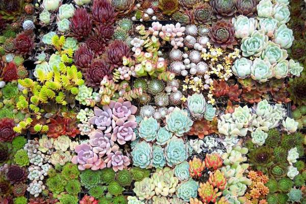 這個(gè)夏天，多肉幾乎全部死亡，為什么