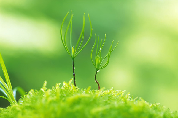 花長(zhǎng)得不好，那是因?yàn)槟銢]松土