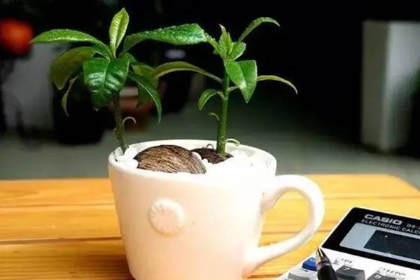 辦公室植物出了問(wèn)題就看這里