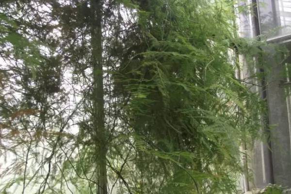 吊蘭文竹也能養(yǎng)成瀑布