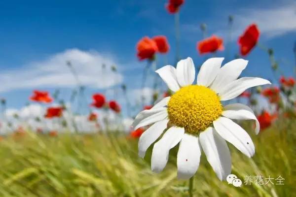 超強(qiáng)花卉害蟲識(shí)別、防治攻略