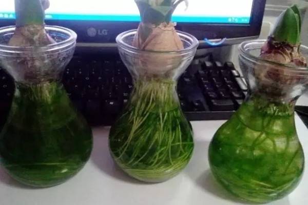 不給水培盆栽里的綠藻留活口