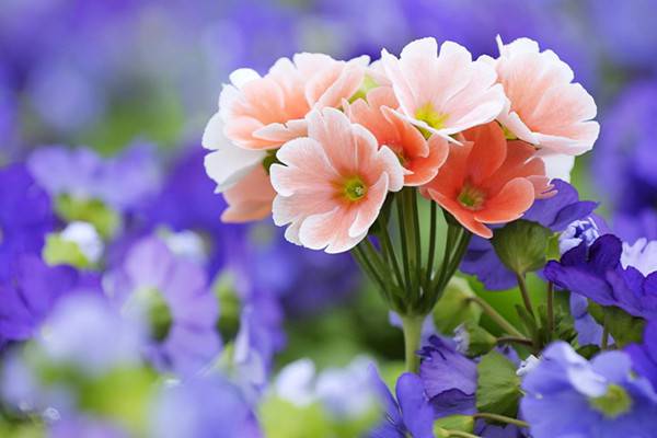 這11種常見花卉也能葉片扦插